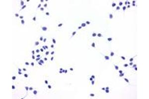 Image no. 4 for anti-Prostaglandin E Receptor 4 (Subtype EP4) (PTGER4) (C-Term) antibody (ABIN1049258)