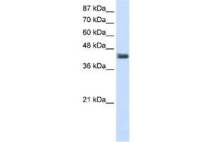 Image no. 1 for anti-POU Domain, Class 4, Transcription Factor 1 (POU4F1) antibody (ABIN2461782)
