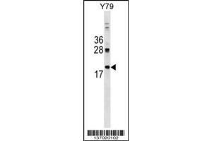 Western Blotting (WB) image for anti-DnaJ (Hsp40) Homolog, Subfamily C, Member 5 (DNAJC5) (Center) antibody (ABIN2160645)