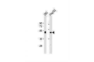 Image no. 2 for anti-Carboxypeptidase, Vitellogenic-Like (CPVL) (AA 448-476), (C-Term) antibody (ABIN1881227)