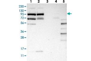 Image no. 2 for anti-Schlafen Family Member 5 (SLFN5) antibody (ABIN5588368)