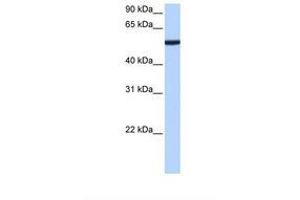 Image no. 1 for anti-Chromobox Homolog 2 (CBX2) (AA 107-156) antibody (ABIN6738770)