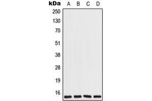 Image no. 1 for anti-Cytochrome C Oxidase Subunit VIIa Polypeptide 2 Like (COX7A2L) (Center) antibody (ABIN2705932)