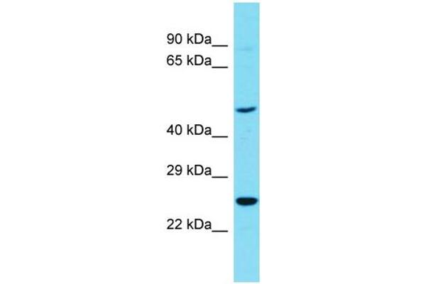 anti-Reticulon 4 Receptor-Like 1 (RTN4RL1) (C-Term) antibody
