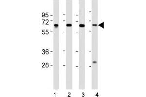 Image no. 5 for anti-Histone Deacetylase 1 (HDAC1) (AA 449-482) antibody (ABIN3031222)