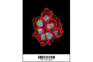 Image no. 1 for anti-Proto-oncogene tyrosine-protein kinase Src (Src) (AA 24-52), (N-Term) antibody (ABIN1881833)