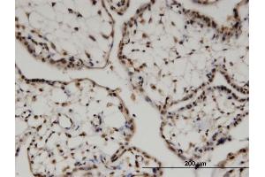 Image no. 3 for anti-Fizzy/cell Division Cycle 20 Related 1 (FZR1) (AA 1-493) antibody (ABIN526652)