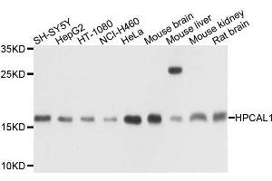 Image no. 1 for anti-Hippocalcin-Like 1 (HPCAL1) antibody (ABIN6141962)