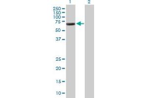 Image no. 1 for anti-Golgi Reassembly Stacking Protein 1, 65kDa (GORASP1) (AA 1-440) antibody (ABIN528676)