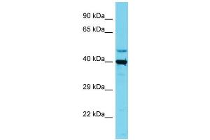 Image no. 1 for anti-Solute Carrier Family 35, Member E1 (SLC35E1) (C-Term) antibody (ABIN2791190)