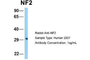 Image no. 1 for anti-Neurofibromin 2 (NF2) (C-Term) antibody (ABIN2789402)