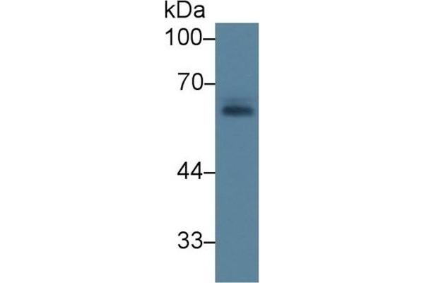 SCARB1 Antikörper  (AA 33-440)