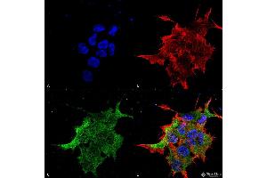 Immunocytochemistry/Immunofluorescence analysis using Mouse Anti-NALCN Monoclonal Antibody, Clone S187-7 .