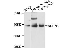 Image no. 1 for anti-NOP2/Sun Domain Family, Member 3 (NSUN3) antibody (ABIN6293410)