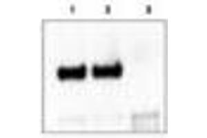 Image no. 1 for anti-Neurotrophic tyrosine Kinase, Receptor, Type 3 (NTRK3) (C-Term) antibody (ABIN290911)