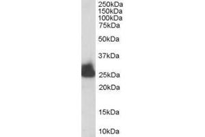 Image no. 1 for anti-Triosephosphate Isomerase 1 (TPI1) (C-Term) antibody (ABIN185349)