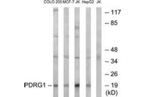 Image no. 1 for anti-P53 and DNA-Damage Regulated 1 (PDRG1) (AA 58-107) antibody (ABIN1535140)