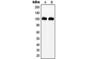 Image no. 3 for anti-N(alpha)-Acetyltransferase 15, NatA Auxiliary Subunit (NAA15) (Center) antibody (ABIN2706637)