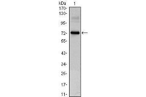 Image no. 2 for anti-Clock Homolog (Mouse) (CLOCK) antibody (ABIN1106725)