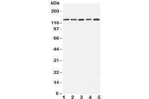 Image no. 1 for anti-Integrin, alpha 7 (ITGA7) (C-Term) antibody (ABIN3031402)