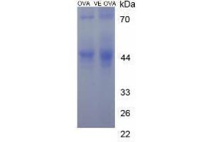 Image no. 3 for Vitamin E peptide (Ovalbumin) (ABIN5666413)