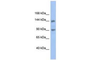 Image no. 1 for anti-Contactin Associated Protein-Like 3 (CNTNAP3) (AA 611-660) antibody (ABIN6743547)