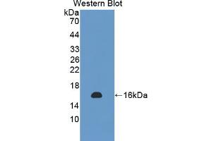 NSP5 antibody  (AA 961-1063)