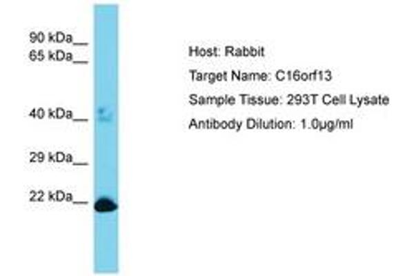 C16ORF13 antibody  (AA 50-99)