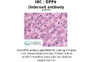 Image no. 1 for anti-Dipeptidyl-Peptidase 9 (DPP9) (Internal Region) antibody (ABIN1733757)