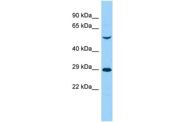 ENDOD1 抗体  (C-Term)