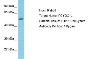 Image no. 1 for anti-Prenylcysteine Oxidase 1 Like (PCYOX1L) (C-Term) antibody (ABIN2791847)
