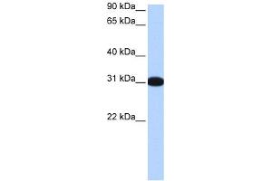 Image no. 1 for anti-Muscleblind-Like 2 (MBNL2) (Middle Region) antibody (ABIN2784554)