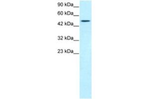 Image no. 1 for anti-T-Box 19 (TBX19) antibody (ABIN2460436)