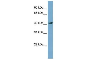 Image no. 1 for anti-Testis-Specific serine Kinase 2 (TSSK2) (Middle Region) antibody (ABIN2785594)