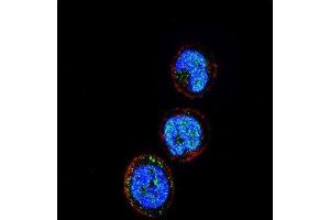 Image no. 2 for anti-Killer Cell Lectin-Like Receptor Subfamily C, Member 1 (KLRC1) antibody (ABIN2936813)