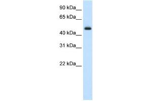 Image no. 1 for anti-E74-Like Factor 3 (Ets Domain Transcription Factor, Epithelial-Specific) (ELF3) (Middle Region) antibody (ABIN2779520)