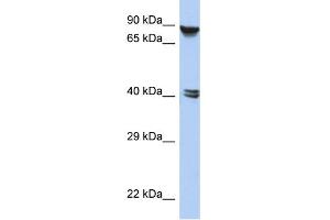 Image no. 1 for anti-Zinc Finger Protein 429 (ZNF429) (N-Term) antibody (ABIN2784138)