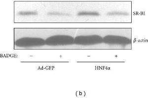 Image no. 8 for anti-Actin, beta (ACTB) (AA 1-50) antibody (ABIN724340)