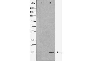 Eppin anticorps  (C-Term)