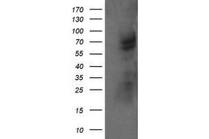 Image no. 3 for anti-tRNA Methyltransferase 2 Homolog A (TRMT2A) antibody (ABIN1501516)
