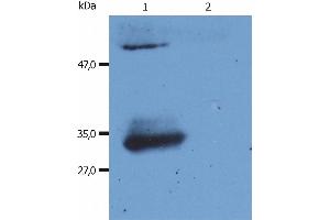 Western Blotting analysis (reducing conditions) of human IgG Fab fragment using anti-human IgG Fab fragment (4A11).