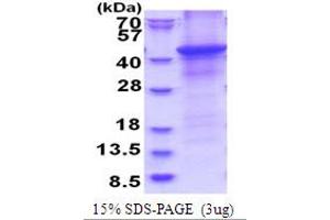 Image no. 1 for Hyaluronan and Proteoglycan Link Protein 1 (HAPLN1) (AA 16-354) protein (His tag) (ABIN5853790)