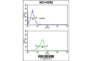 Image no. 2 for anti-serine/arginine-Rich Splicing Factor 5 (SRSF5) antibody (ABIN2502539)