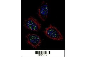 Image no. 3 for anti-Pinin, Desmosome Associated Protein (PNN) (AA 209-239) antibody (ABIN655502)