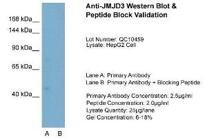 Host:  Rabbit  Target Name:  JMJD3  Sample Type:  HepG2  Lane A:  Primary Antibody  Lane B:  Primary Antibody + Blocking Peptide  Primary Antibody Concentration:  2.