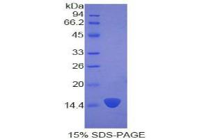 Keratin 2 Protein (KRT2)