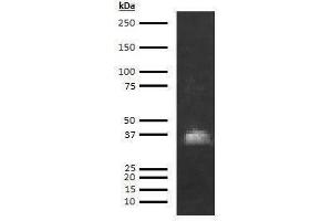 Image no. 1 for anti-Azurocidin 1 (AZU1) antibody (Biotin) (ABIN613011)