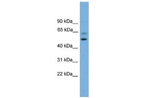 Image no. 1 for anti-Proteasome (Prosome, Macropain) 26S Subunit, Non-ATPase, 12 (PSMD12) (Middle Region) antibody (ABIN2787421)