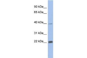 Image no. 1 for anti-Proteasome Subunit alpha 4 (PSMA4) (N-Term) antibody (ABIN2786632)