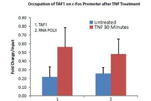 Image no. 3 for anti-TAF1 RNA Polymerase II, TATA Box Binding Protein (TBP)-Associated Factor, 250kDa (TAF1) (C-Term) antibody (ABIN233826)